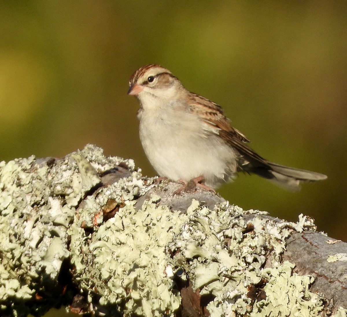 Chipping Sparrow - ML642890449