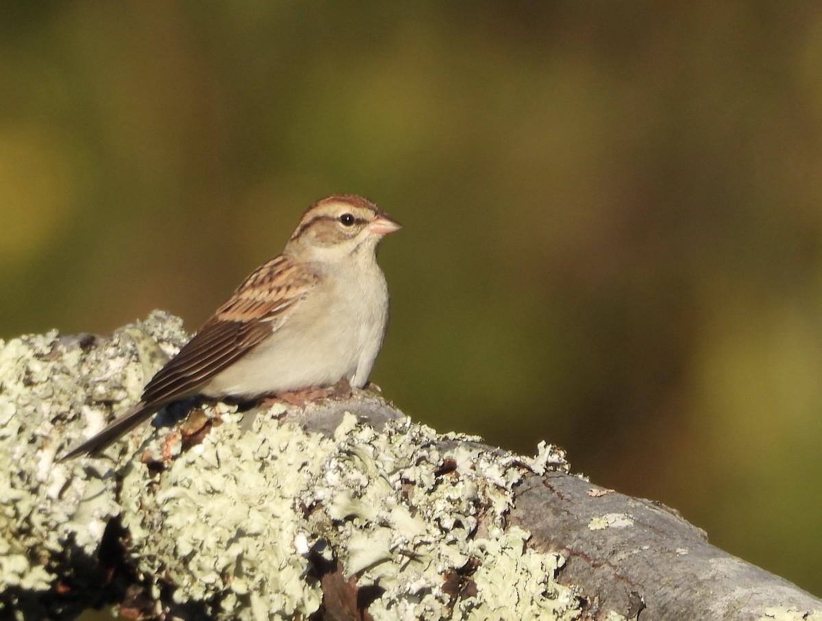Chipping Sparrow - ML642890450