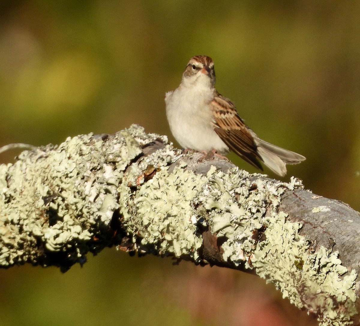 Chipping Sparrow - ML642890451