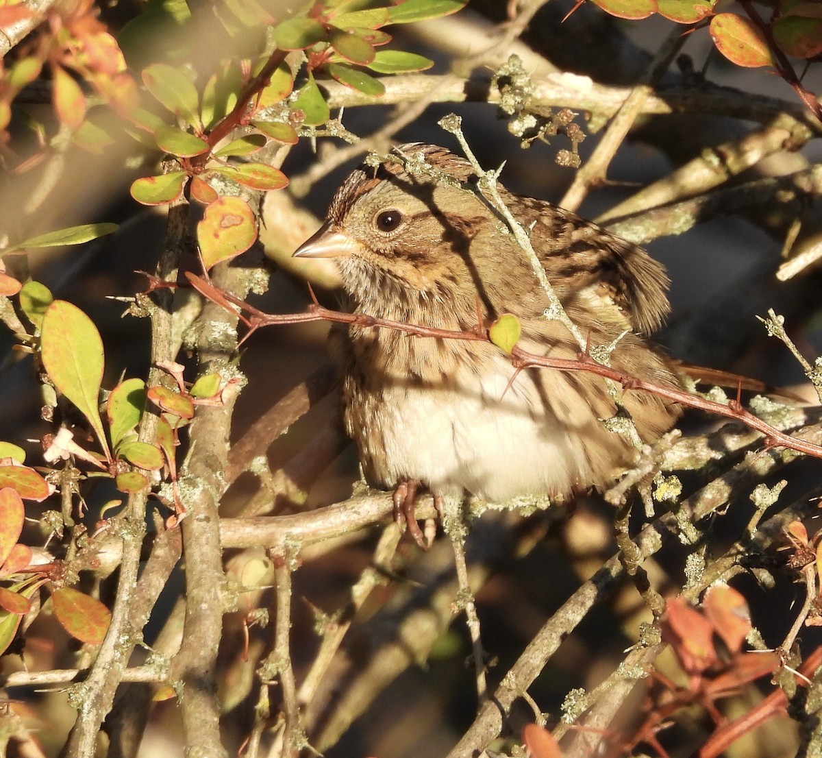 Lincoln's Sparrow - ML642890459
