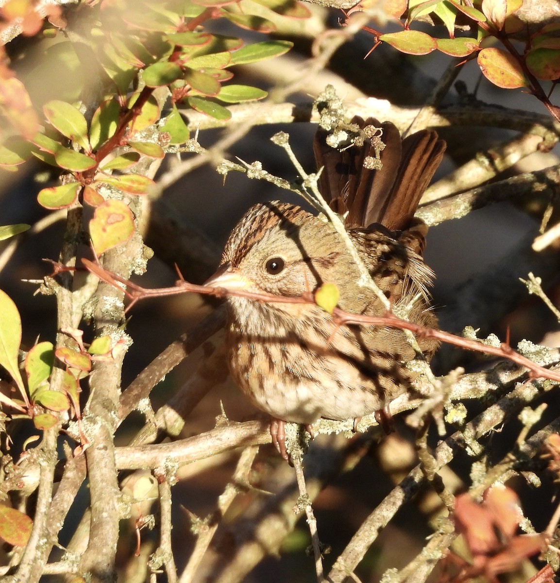 Lincoln's Sparrow - ML642890460