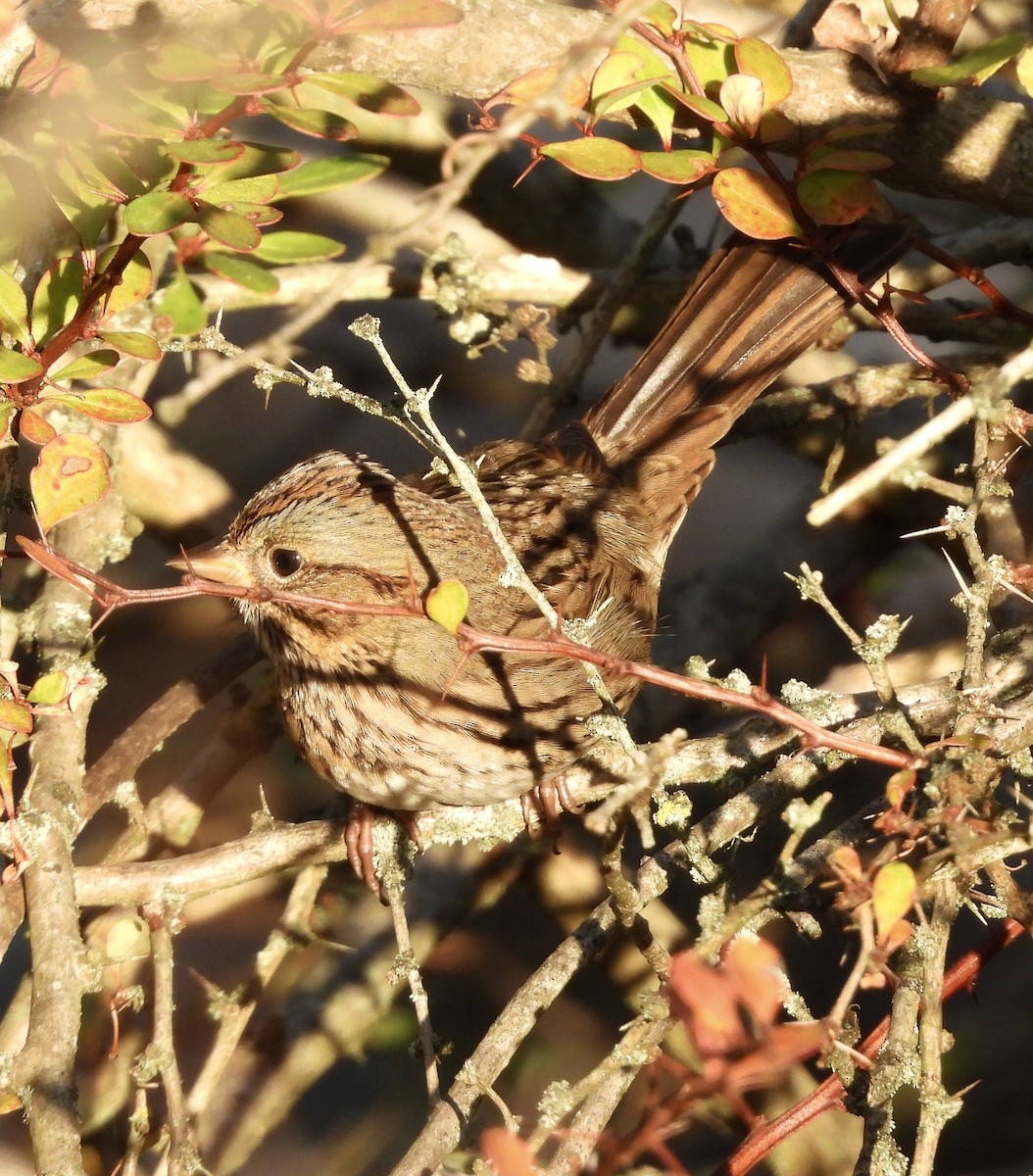 Lincoln's Sparrow - ML642890461