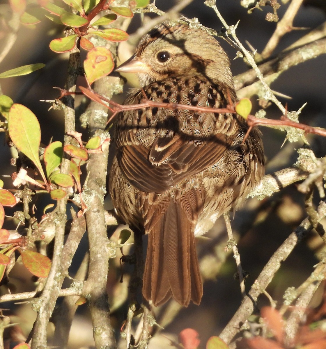 Lincoln's Sparrow - ML642890462