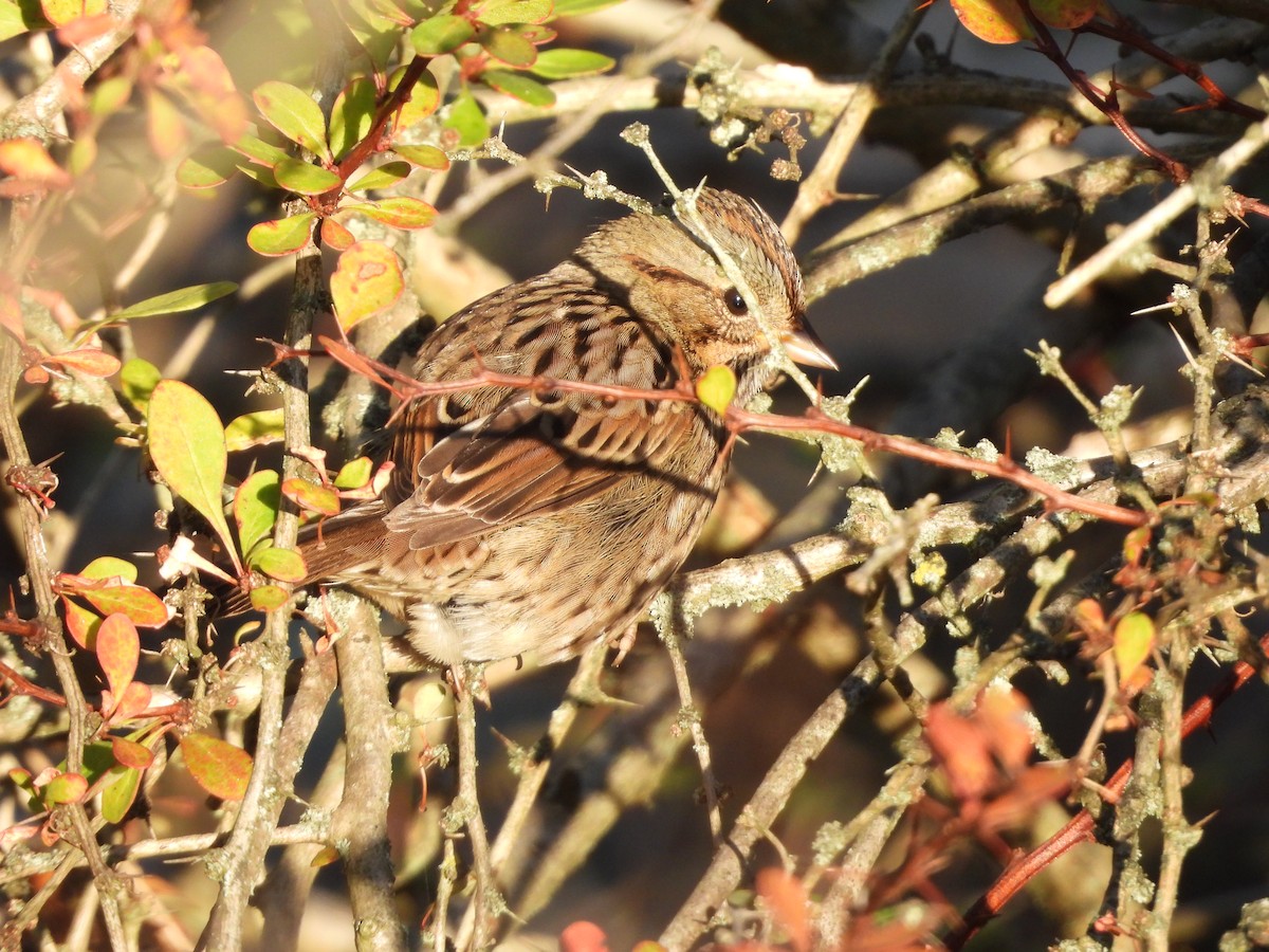 Lincoln's Sparrow - ML642890463