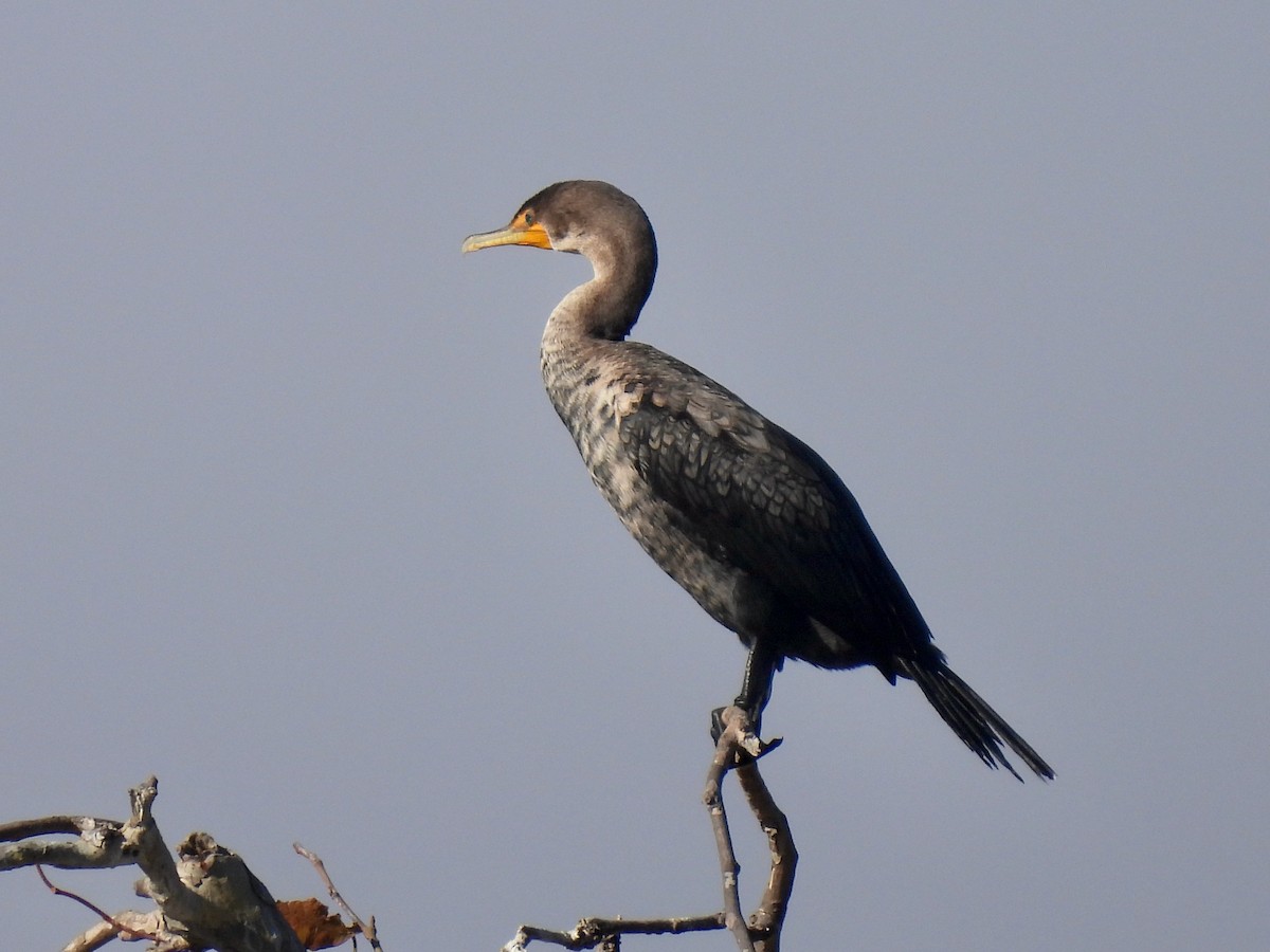 Double-crested Cormorant - ML642890468