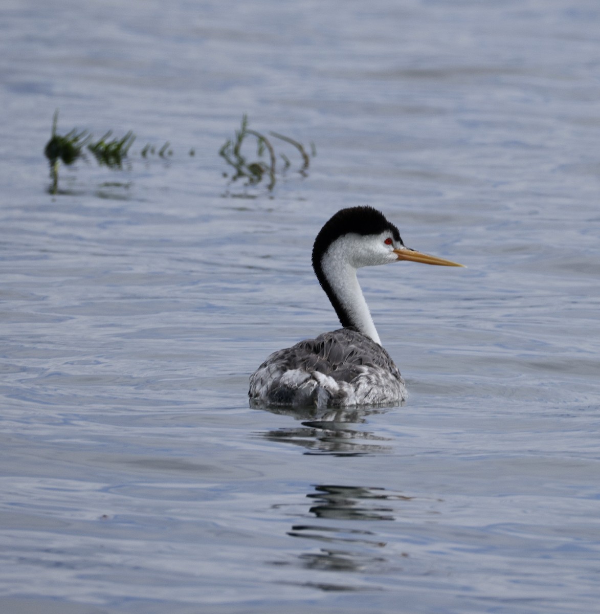 Clark's Grebe - ML642890471