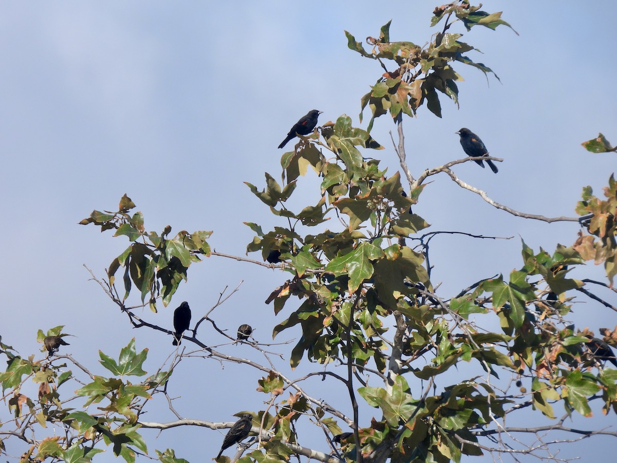 Red-winged Blackbird - ML642890472