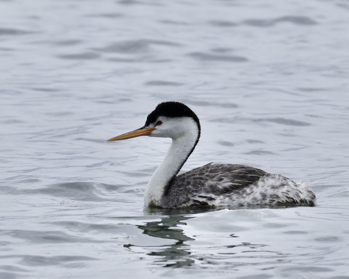 Clark's Grebe - ML642890474
