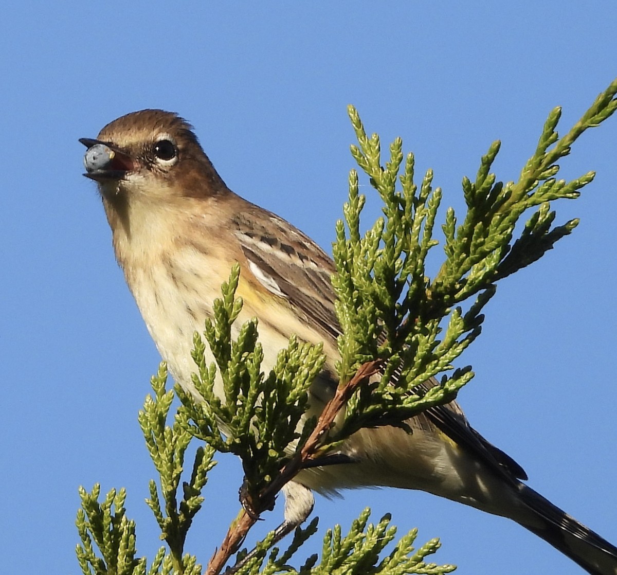 Yellow-rumped Warbler - ML642890476