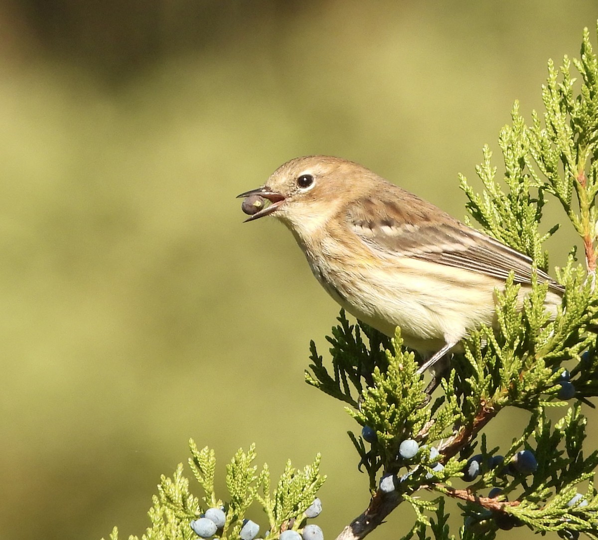Yellow-rumped Warbler - ML642890477