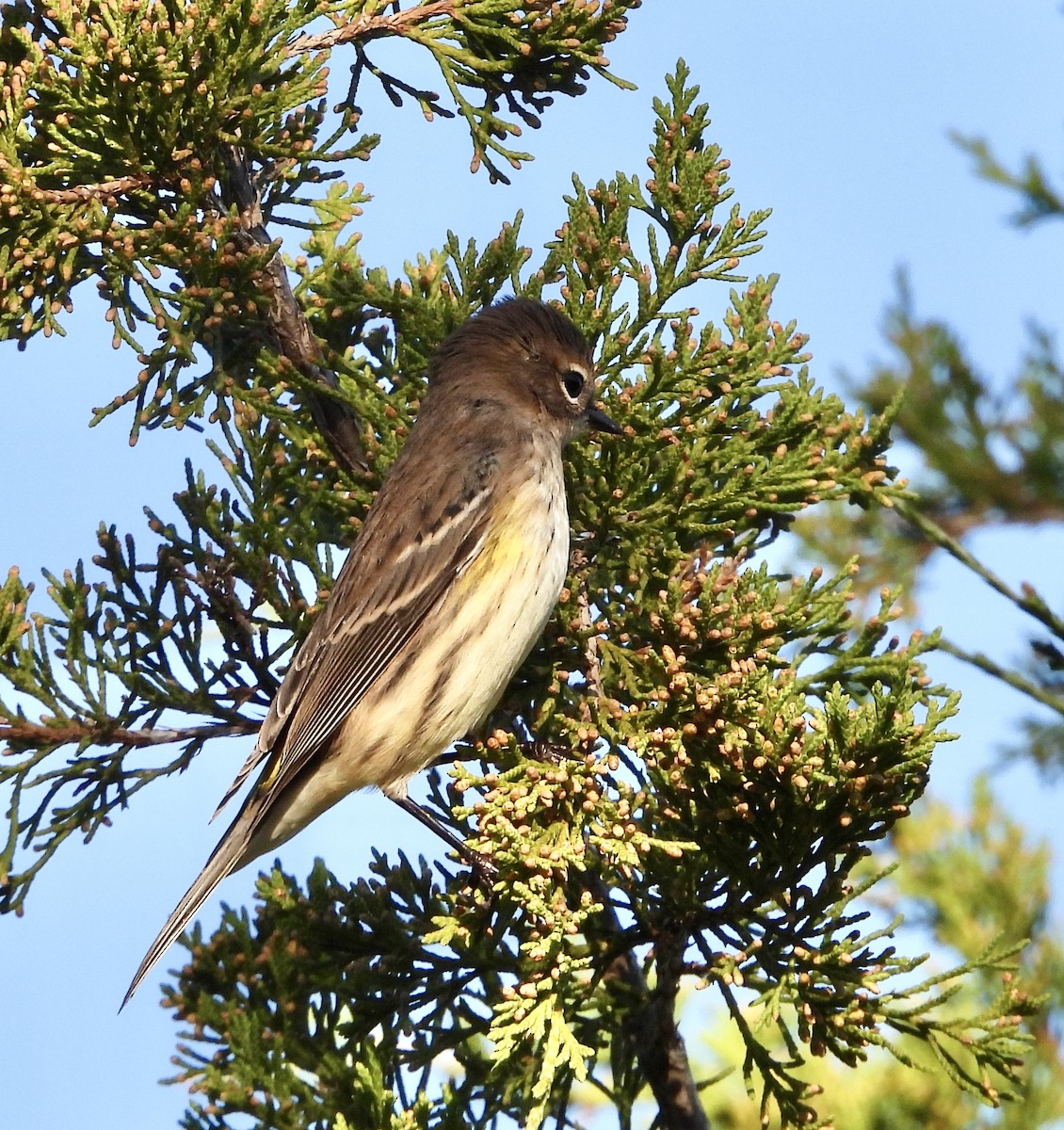 Yellow-rumped Warbler - ML642890478