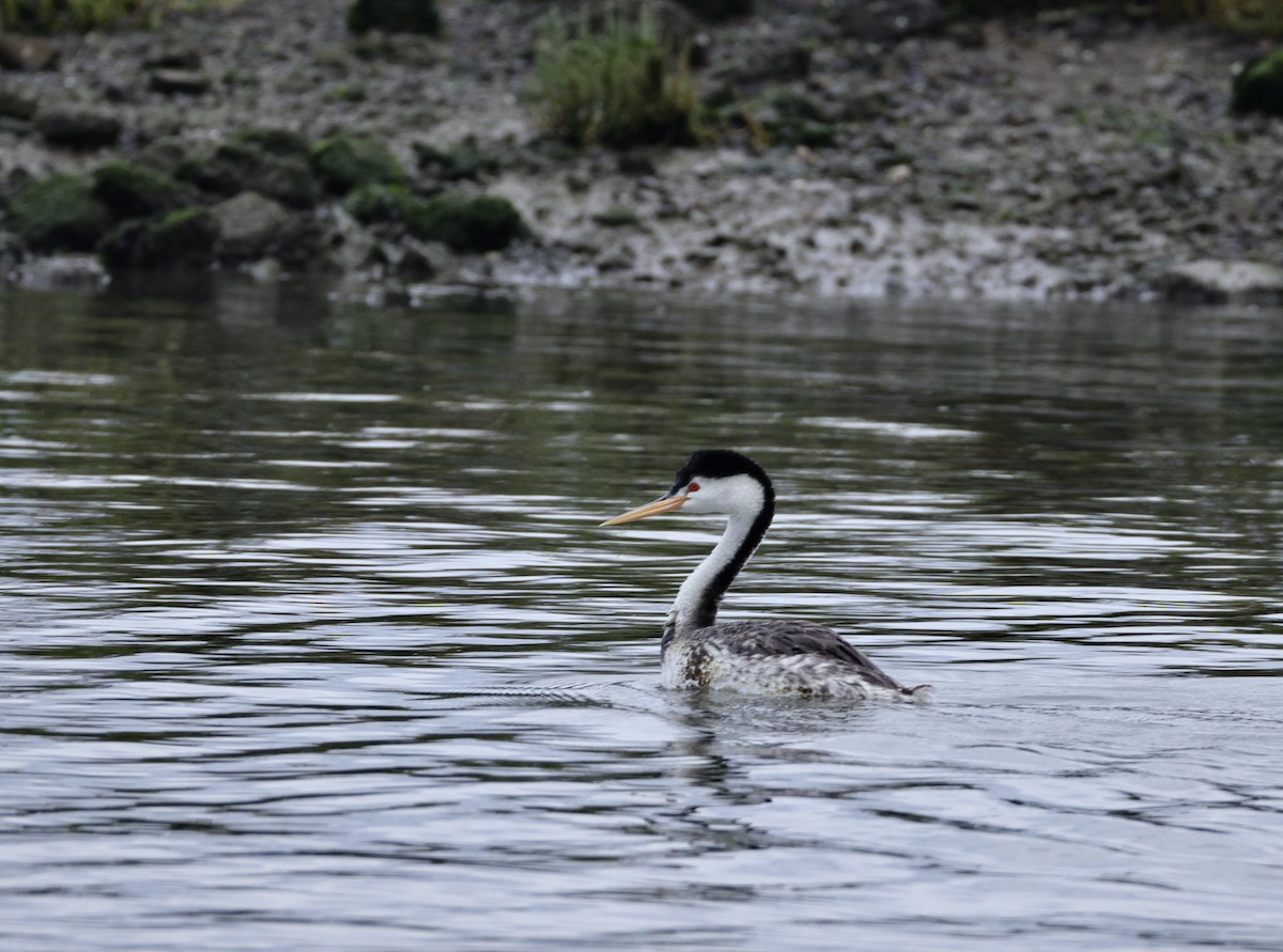 Clark's Grebe - ML642890483