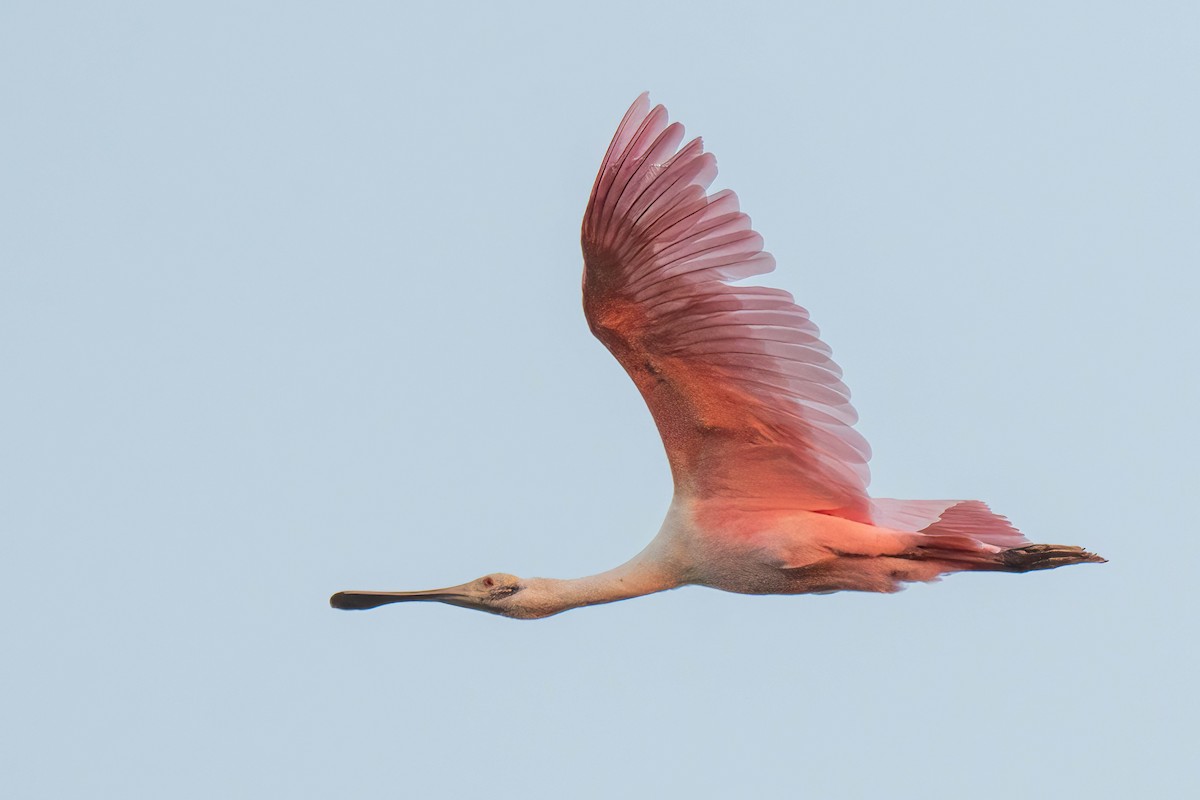 Roseate Spoonbill - ML642890484