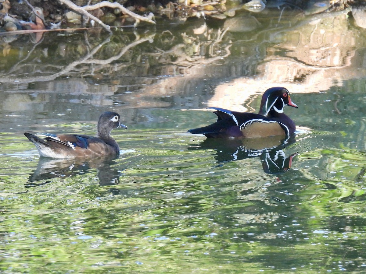 Wood Duck - ML642890486