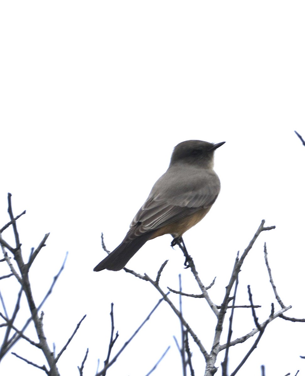 Say's Phoebe - ML642890499