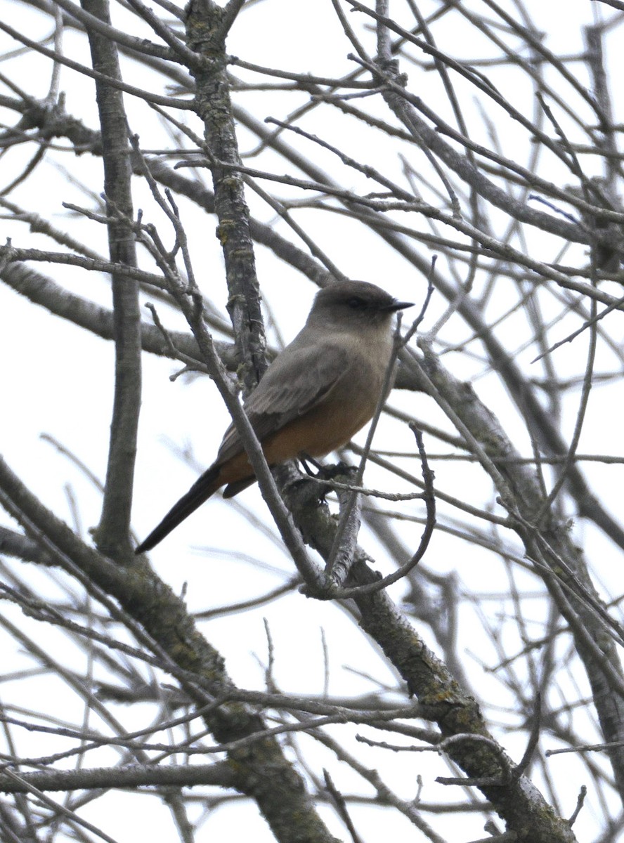 Say's Phoebe - ML642890502