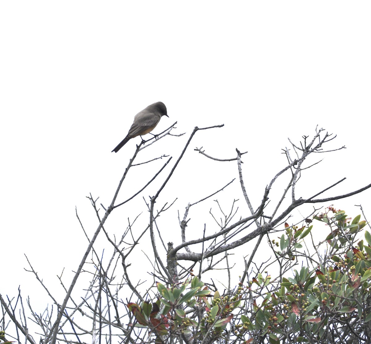 Say's Phoebe - ML642890507