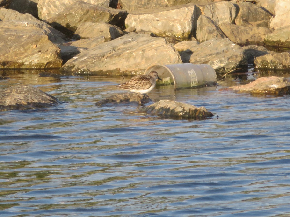 Semipalmated Sandpiper - ML642890508