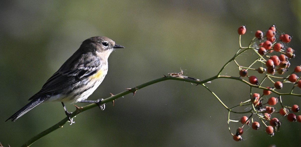 Yellow-rumped Warbler - ML642890510