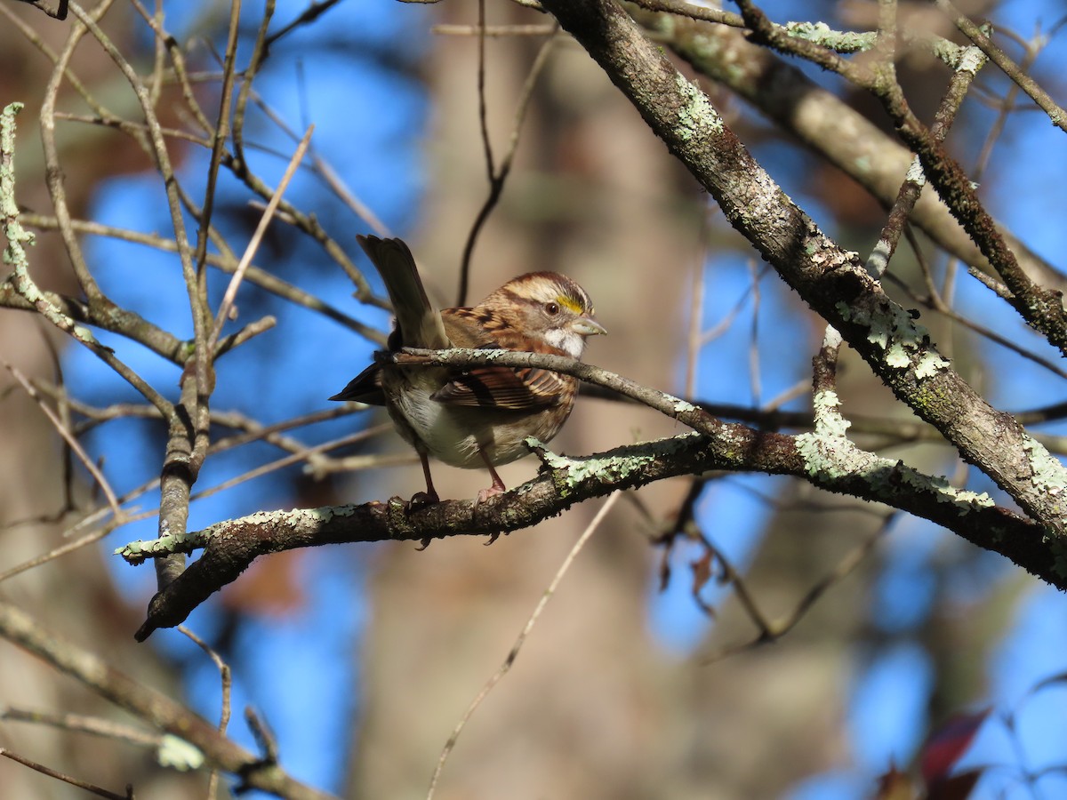 White-throated Sparrow - ML642890512