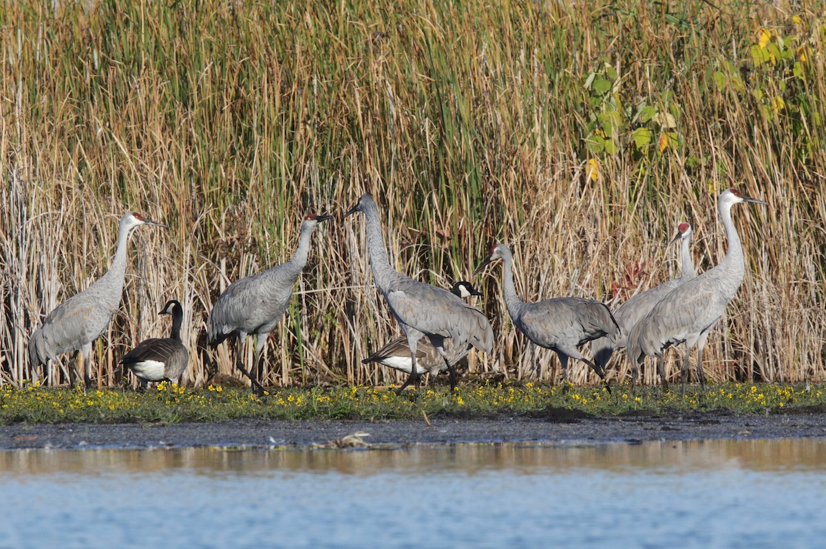 Sandhill Crane - ML642890514