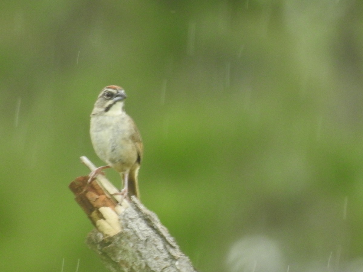 Rusty Sparrow - ML642890572