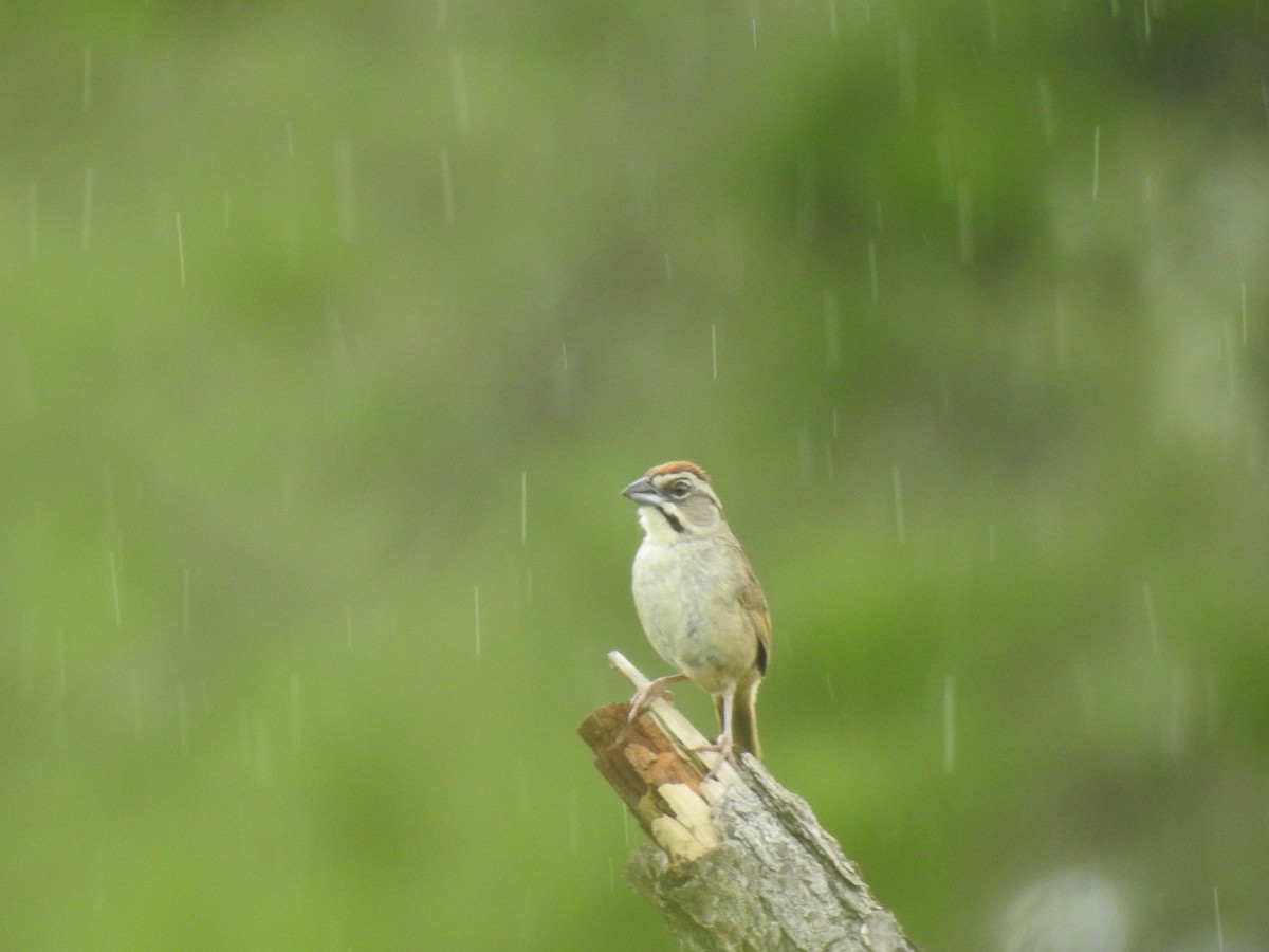 Rusty Sparrow - ML642890574