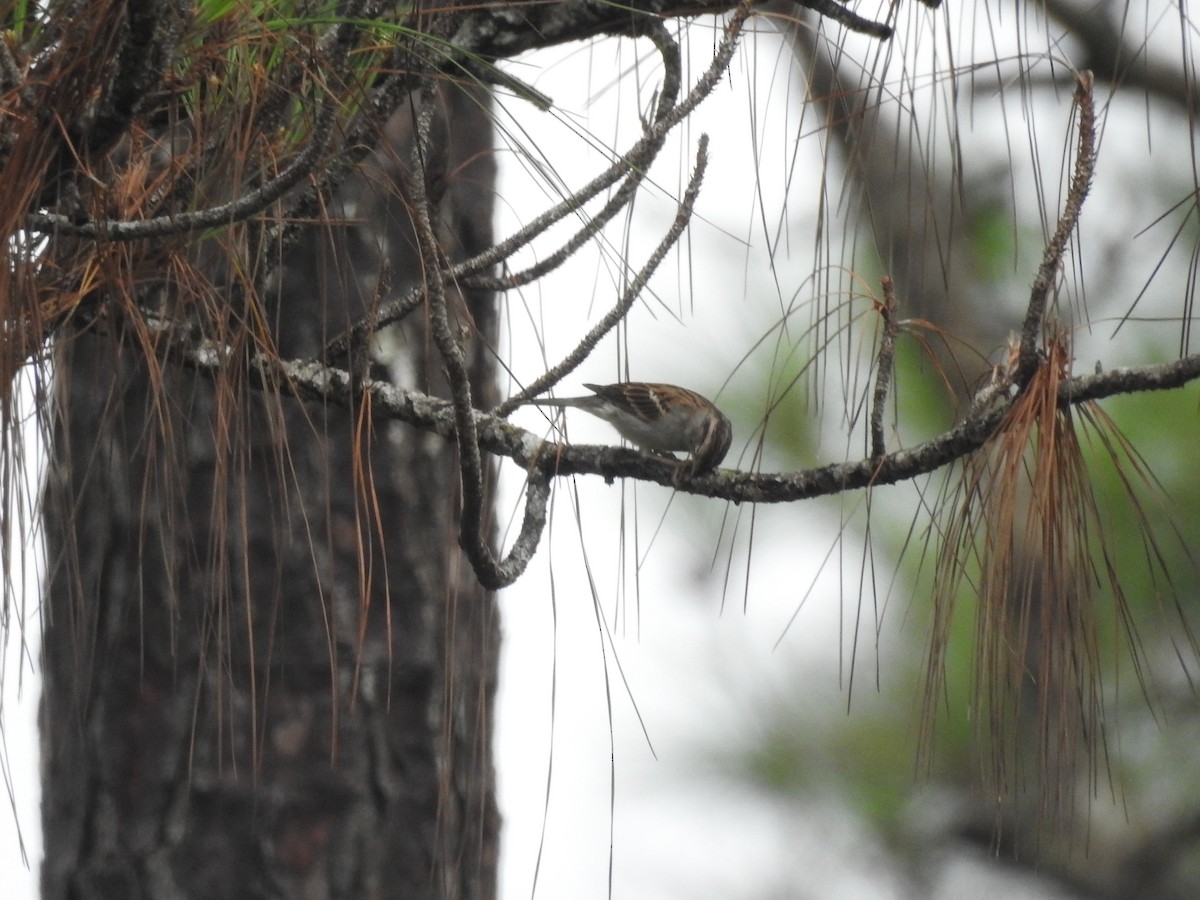 Chipping Sparrow - ML642890575