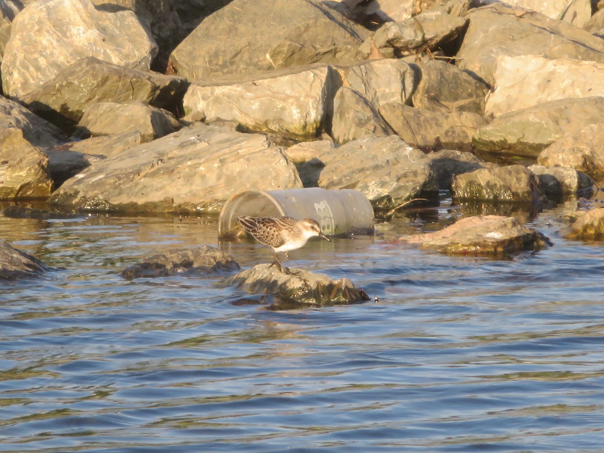 Semipalmated Sandpiper - ML642890586