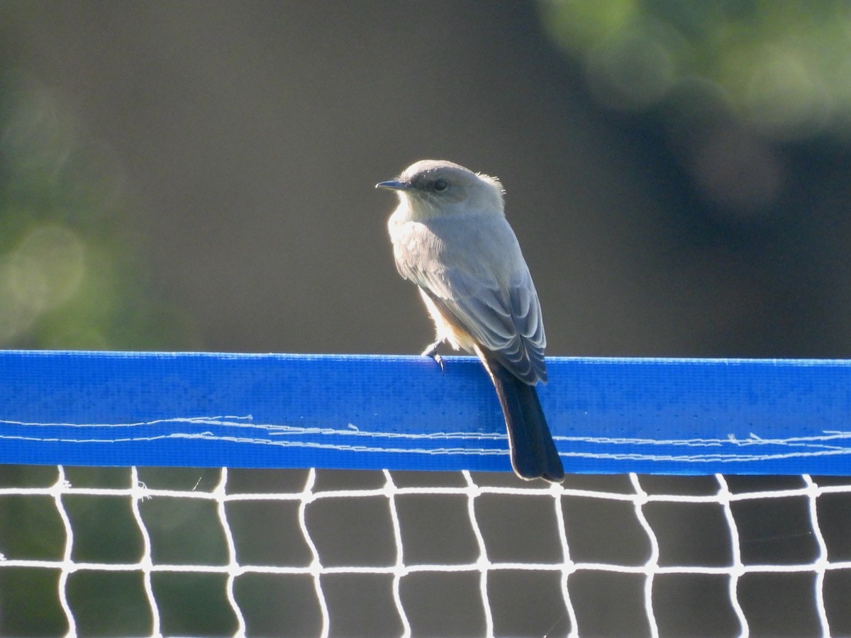 Say's Phoebe - ML642890590
