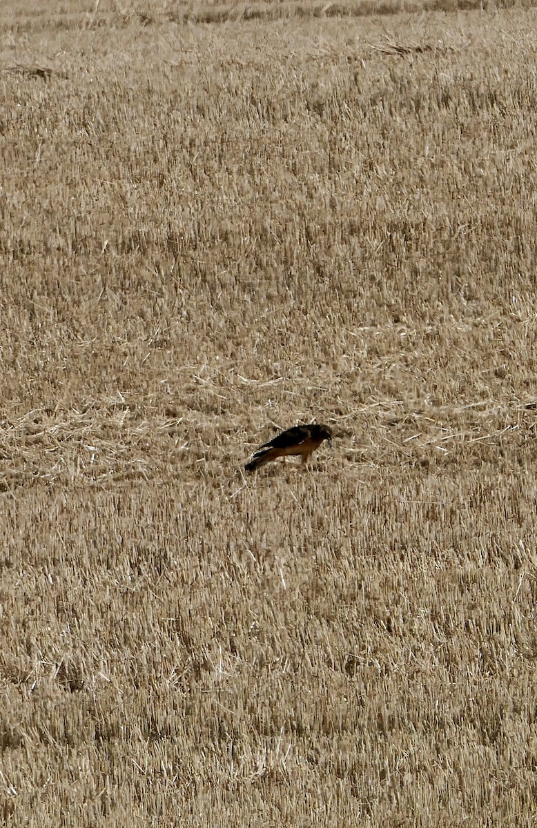 Northern Harrier - ML642890595