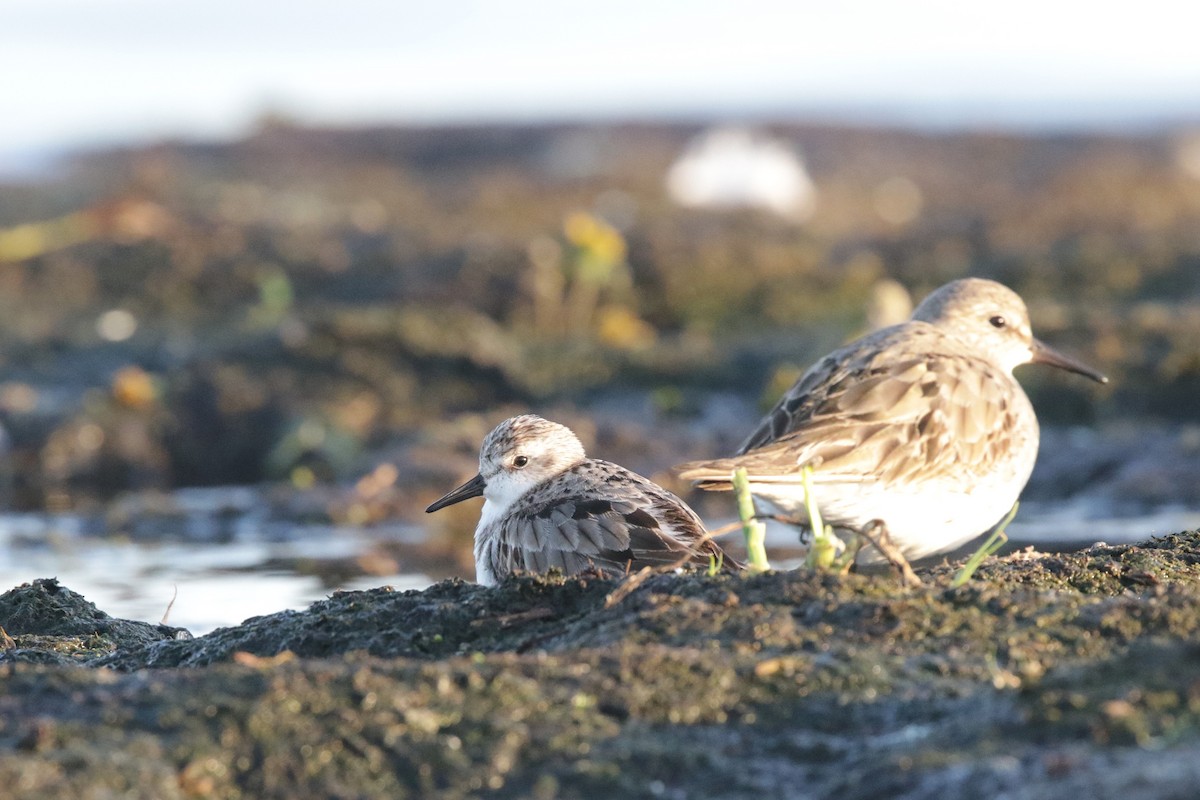 Semipalmated Sandpiper - ML642890608