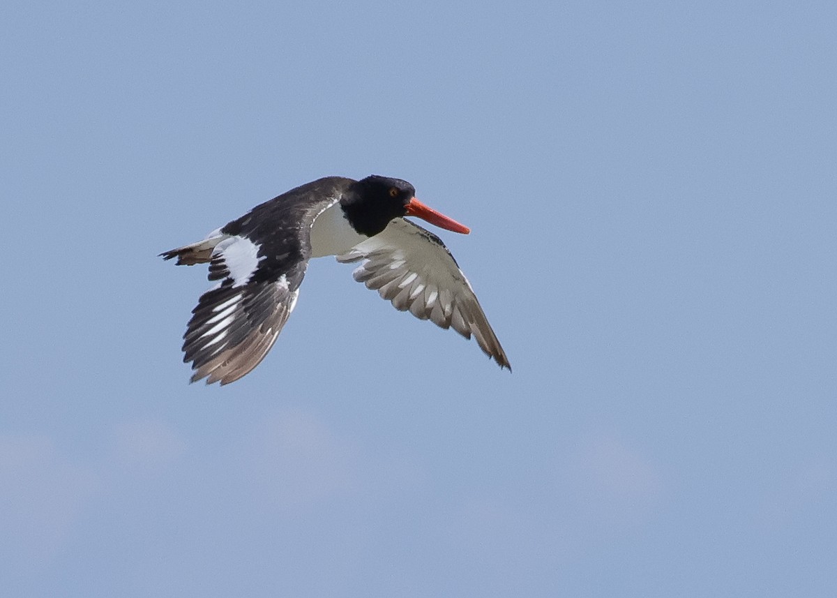 American Oystercatcher - ML642890613