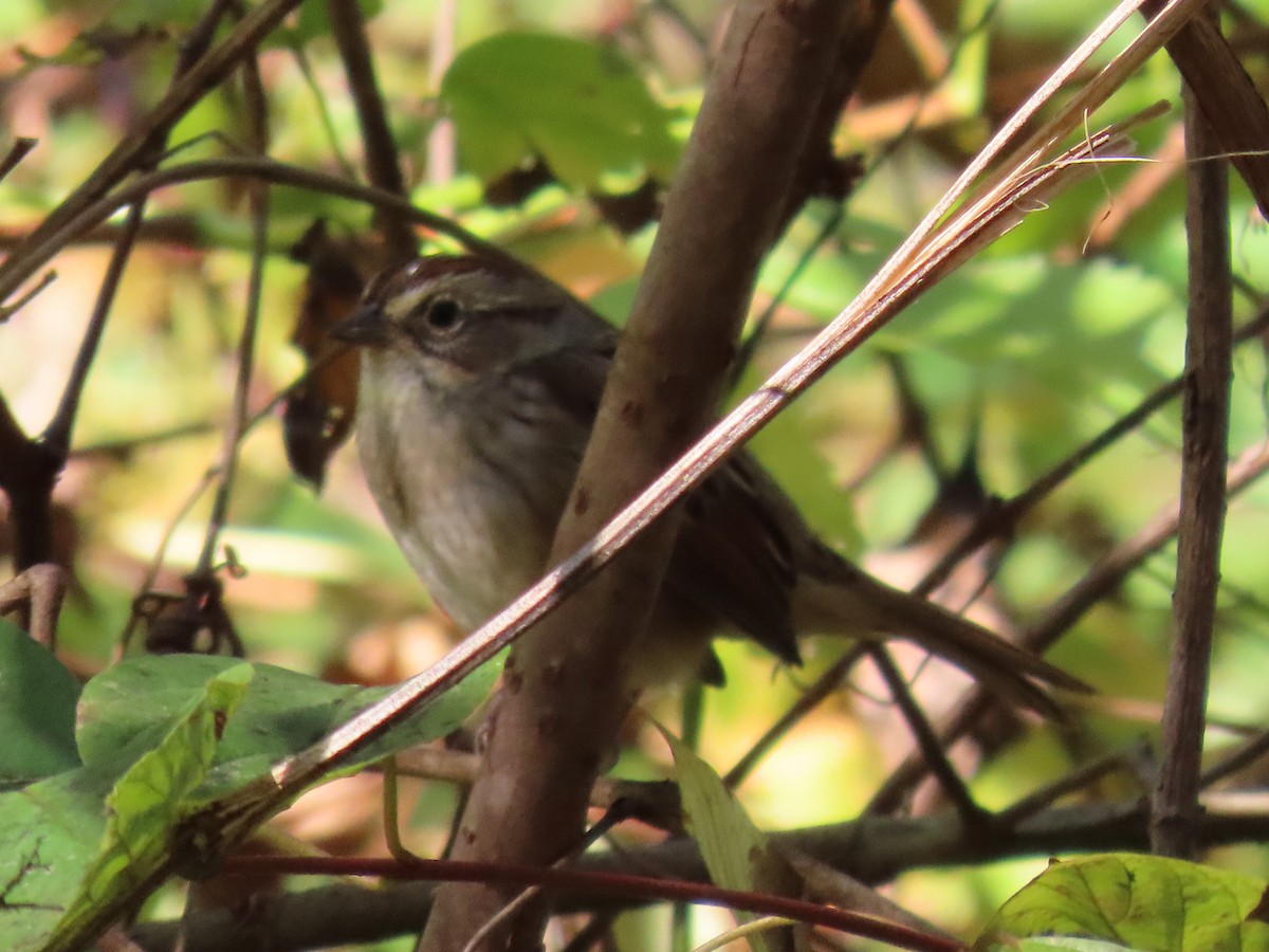 Swamp Sparrow - ML642890620