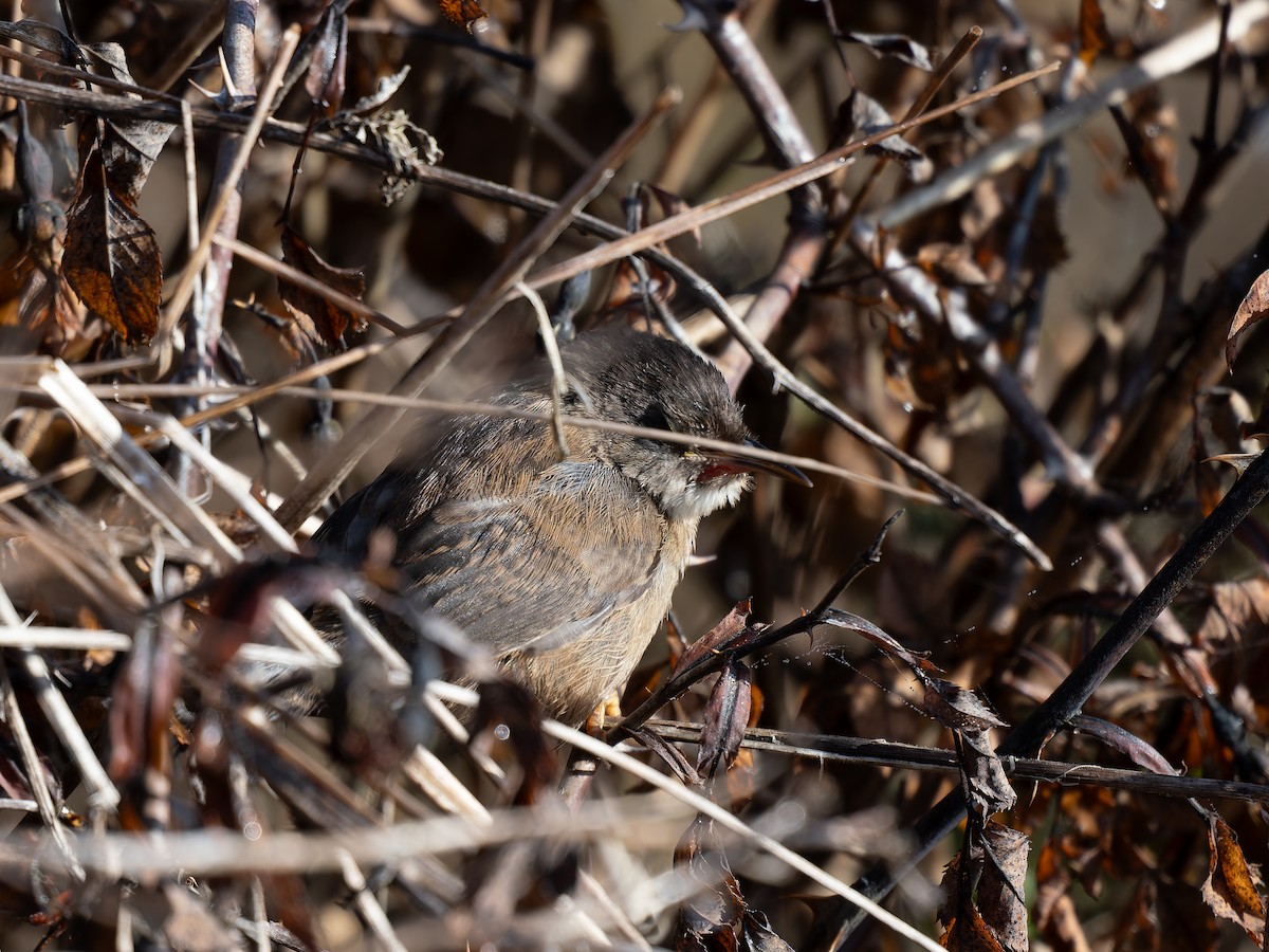 Marsh Wren - ML642890622