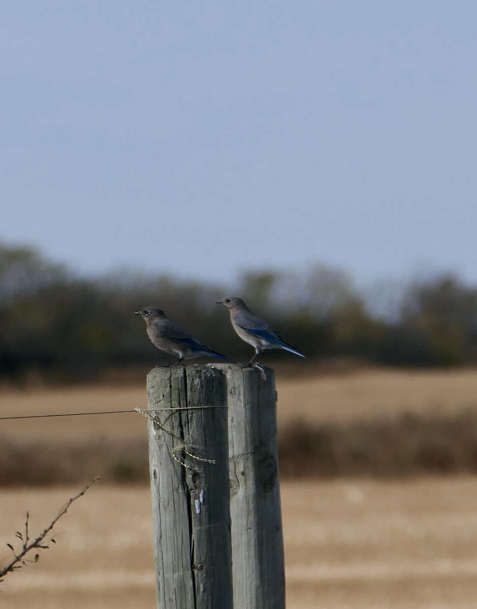 Mountain Bluebird - ML642890628