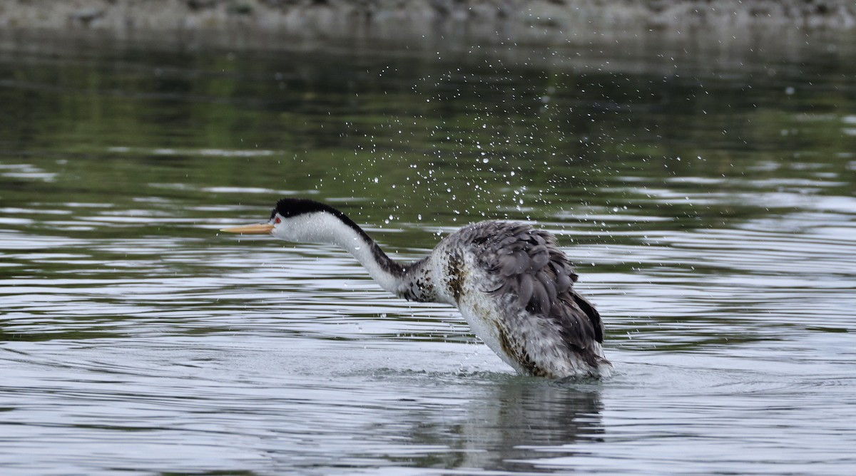 Clark's Grebe - ML642890642