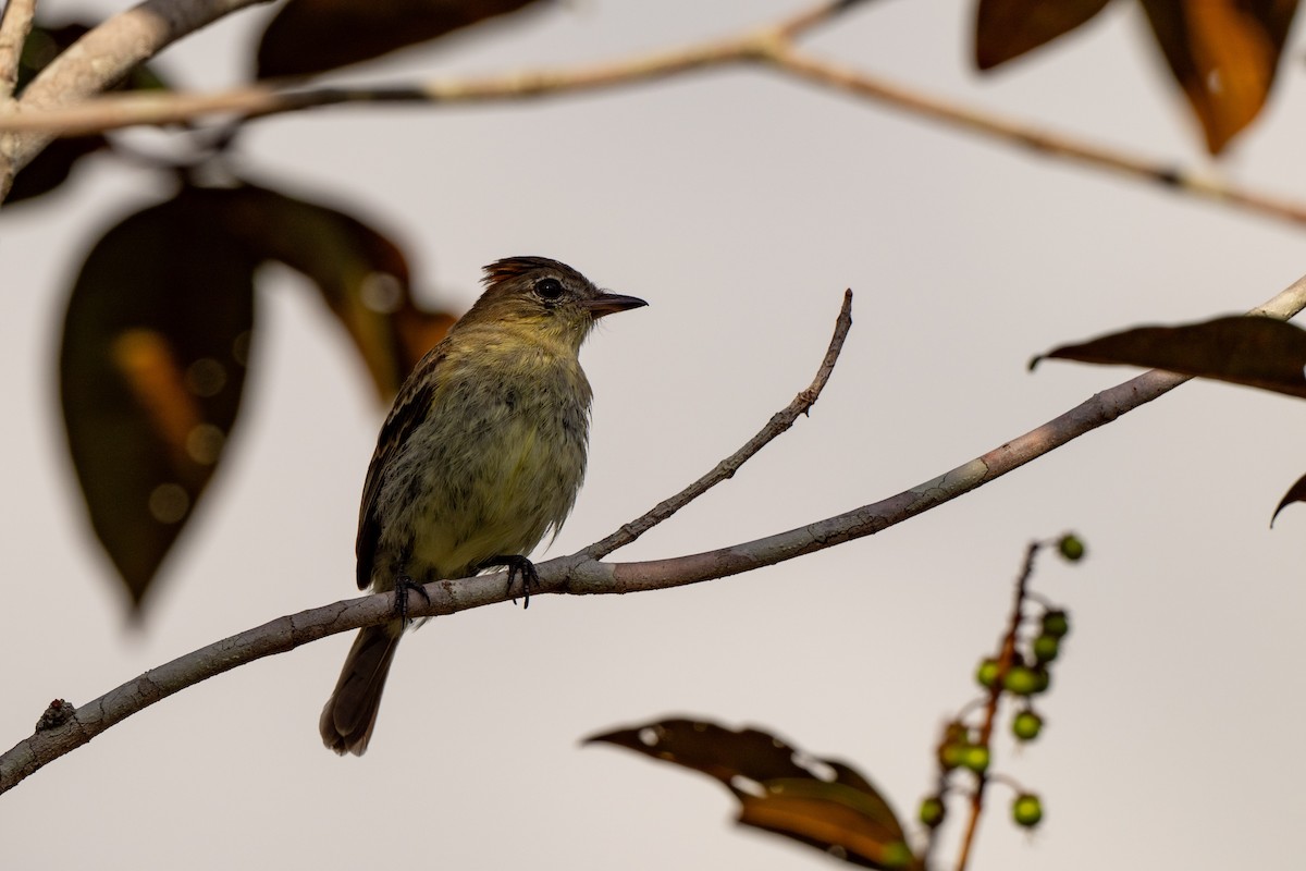 Rufous-crowned Elaenia - ML642890647