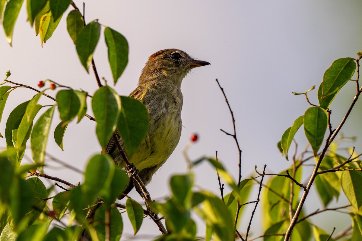 Rufous-crowned Elaenia - ML642890648