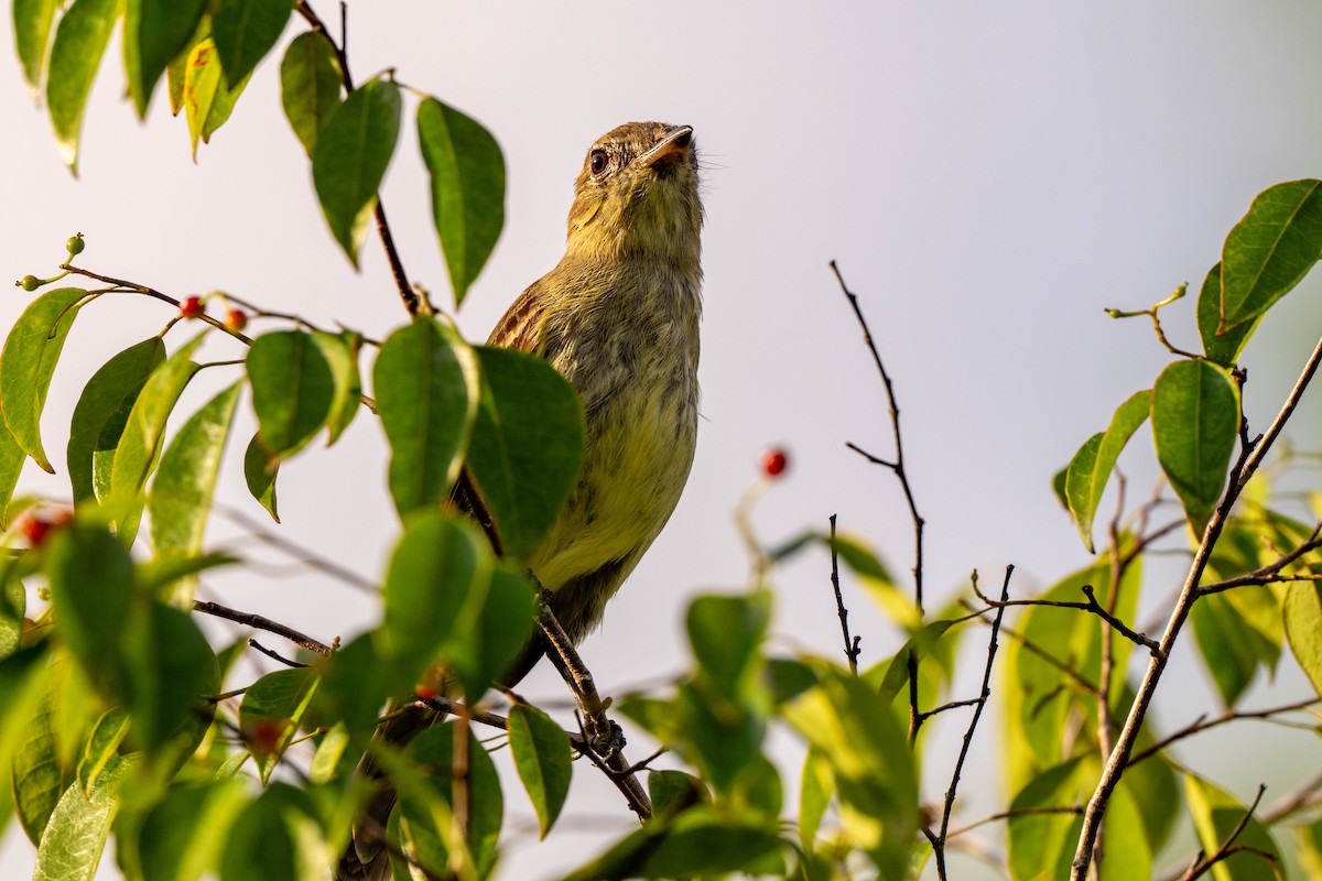 Rufous-crowned Elaenia - ML642890649