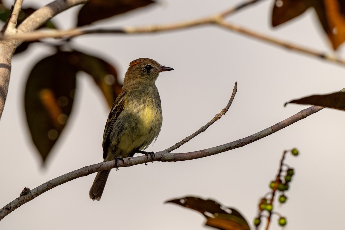 Rufous-crowned Elaenia - ML642890650