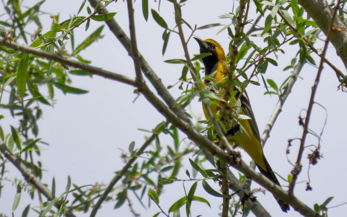 Hooded Oriole - ML642890656