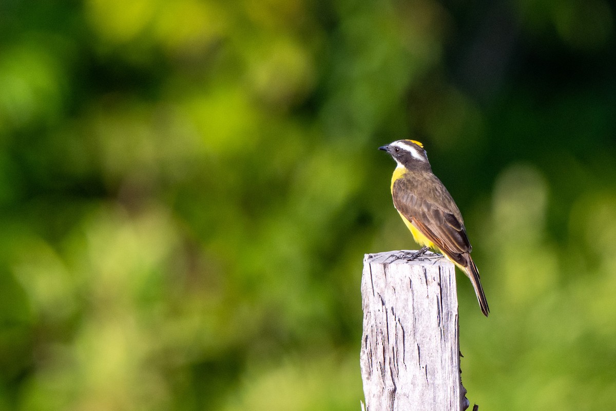 Rusty-margined Flycatcher - ML642890657