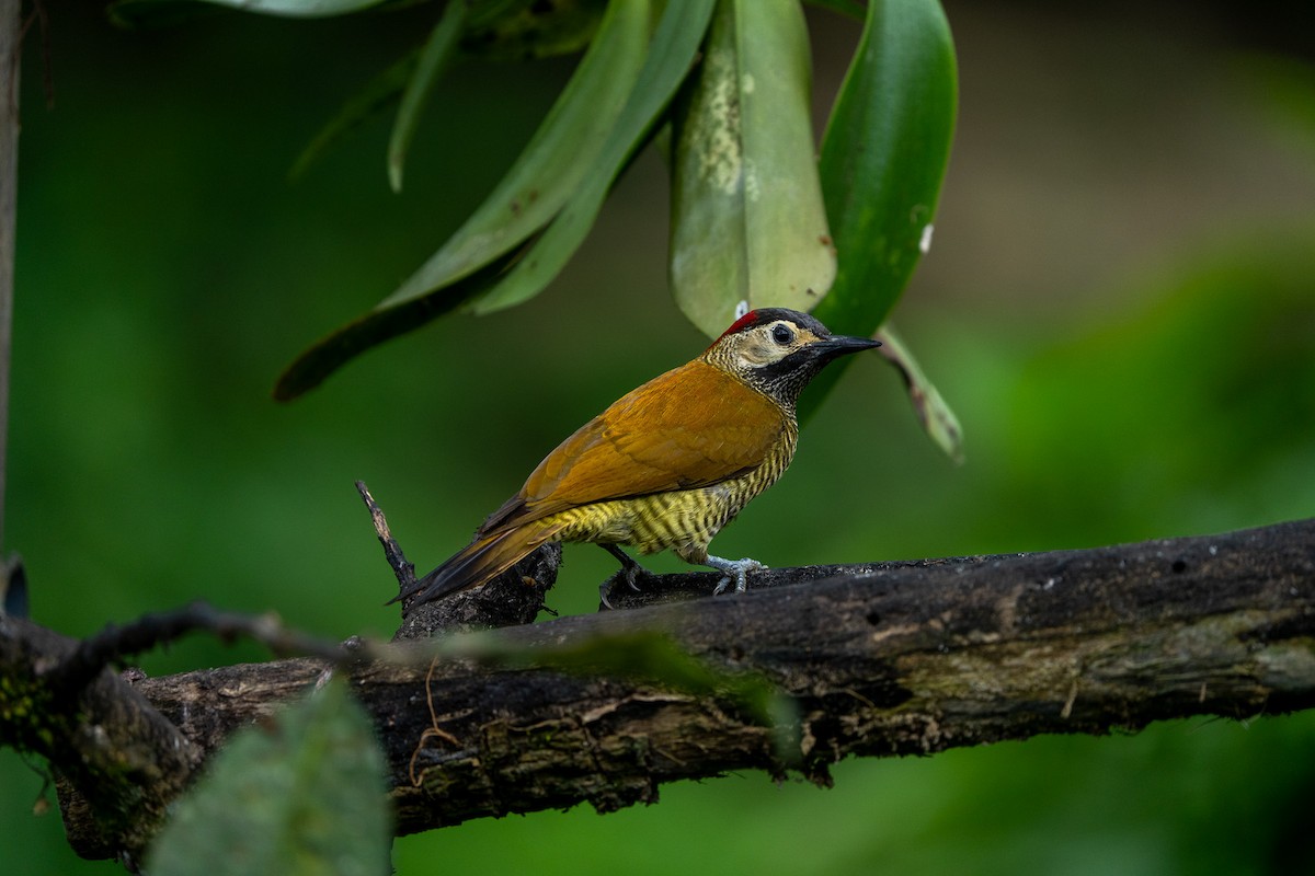 Carpintero Oliváceo - ML642890661