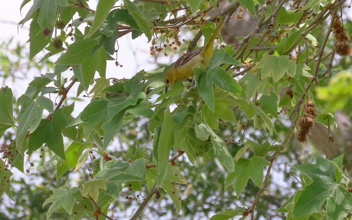 Hooded Oriole - ML642890663