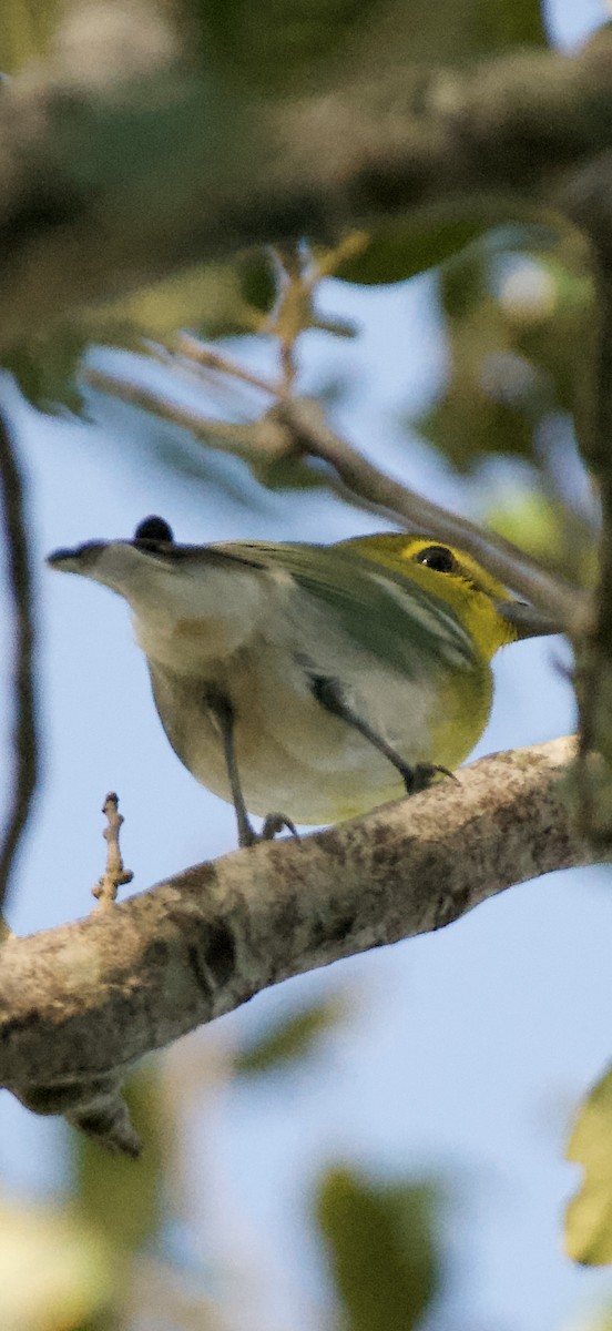 Vireo Gorjiamarillo - ML642890665
