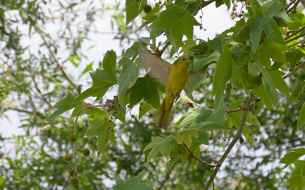 Hooded Oriole - ML642890666