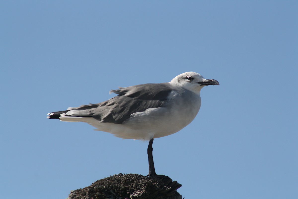 Gaviota Guanaguanare - ML642890671