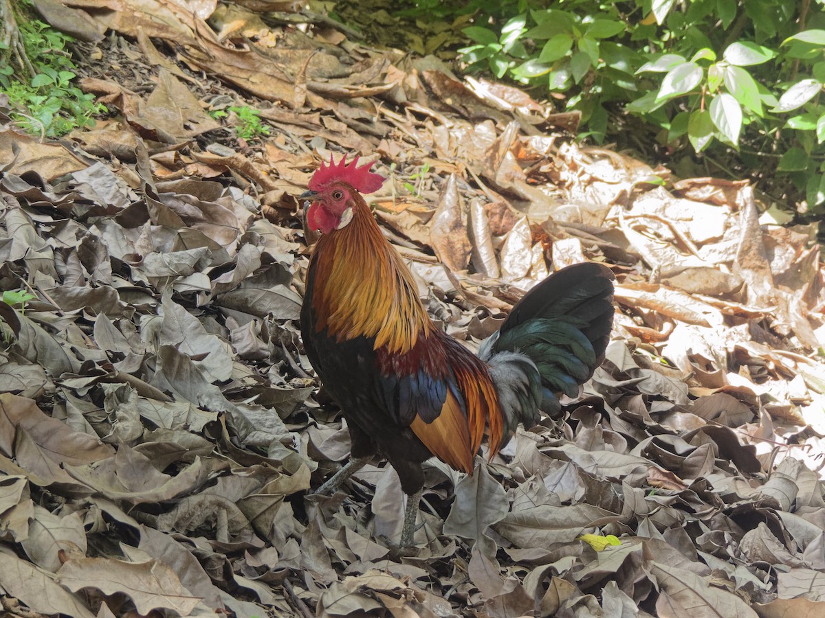 Gallo Bankiva - ML642890672