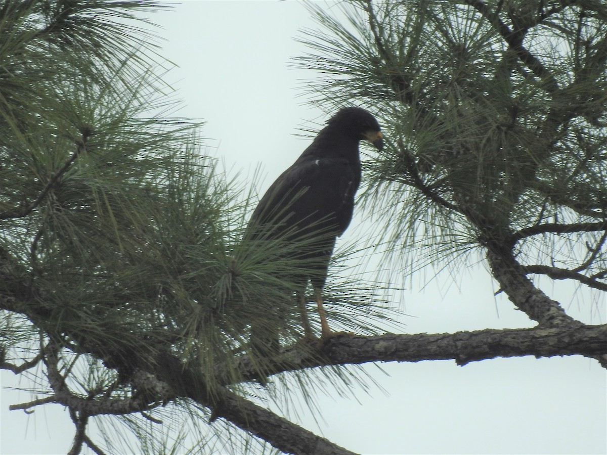 Great Black Hawk - ML642890692
